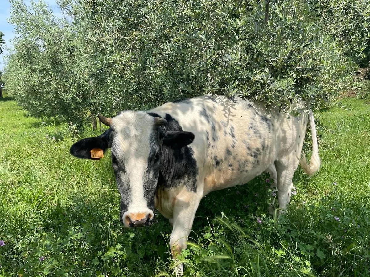Κατάλυμα σε φάρμα Agriturismo Monteroseo Bedizzole Ιταλία