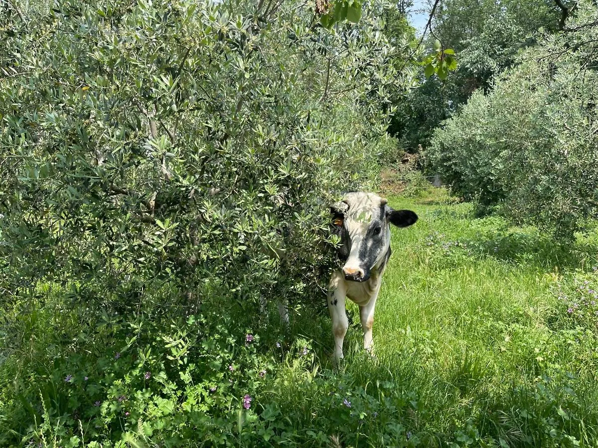 Agriturismo Monteroseo Bedizzole